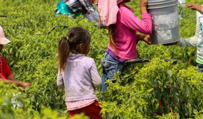 El porcentaje de trabajo infantil ha aumentado con el paso de los años. Foto: redes sociales