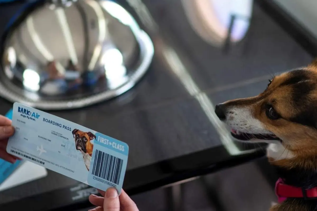 Perrito en un vuelo especial. Foto: @deviajerosytrag