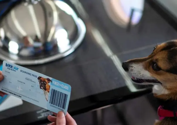 ¡Guauuu! Debuta Air Ladrido, la aerolínea lujosa para perros