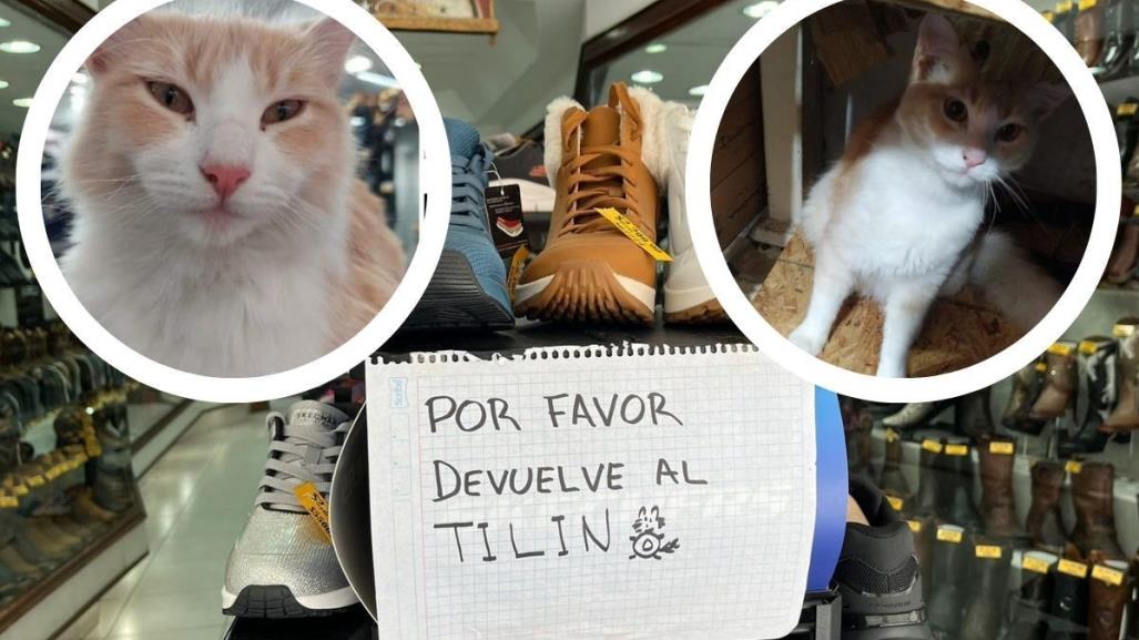 Se busca a Tilín: gatito que fue robado de zapatería en Monterrey