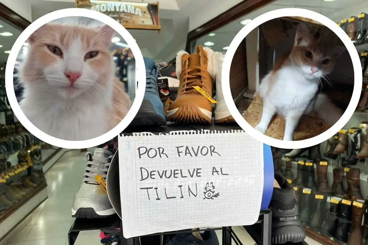 Tillín el gato de la zapatería Reynaldo en el centro de Monterrey. Foto: Azael Valdés