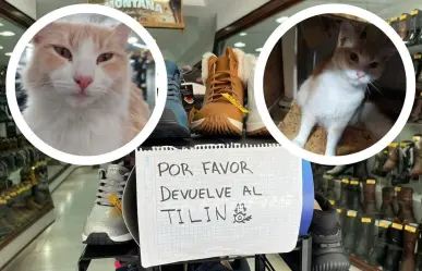 Se busca a Tilín: gatito que fue robado de zapatería en Monterrey