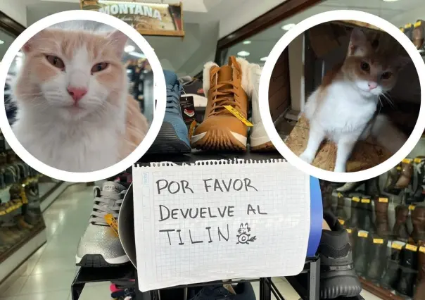 Se busca a Tilín: gatito que fue robado de zapatería en Monterrey