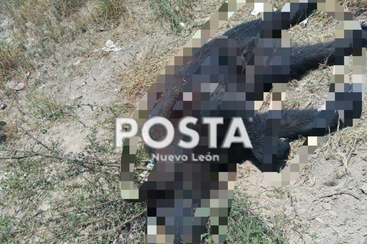 Oso negro muerto en la carretera a Monclova. Foto: Raymundo Elizalde