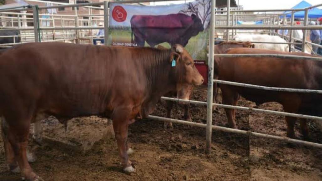 Durango en el top 3 en exportación de ganado