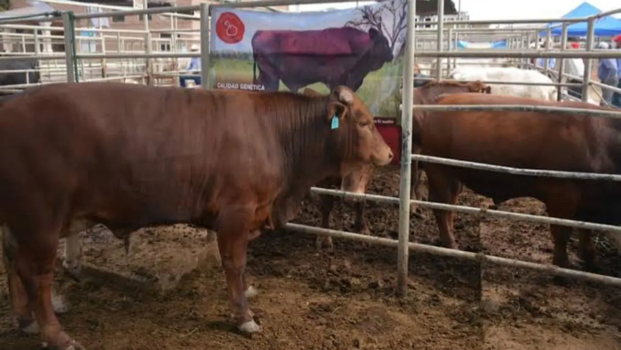 Ganado duranguense que lo ha llevado al tercer lugar en exportación. Foto: Secretaría de Agricultura, Ganadería y Desarrollo Rural.