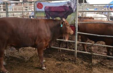 Durango en el top 3 en exportación de ganado