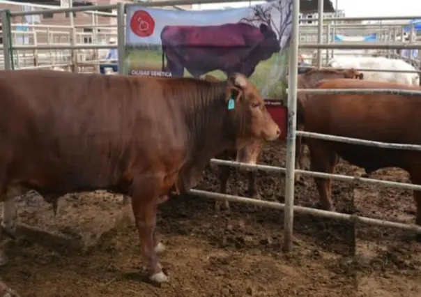 Durango en el top 3 en exportación de ganado