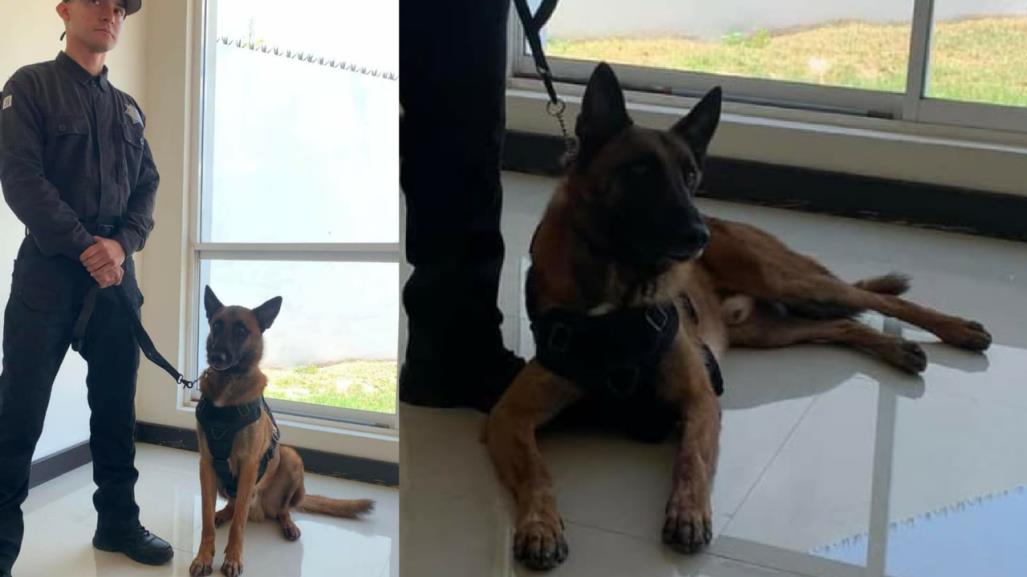 Conoce a Max, el canino que forma parte de la guardia estatal