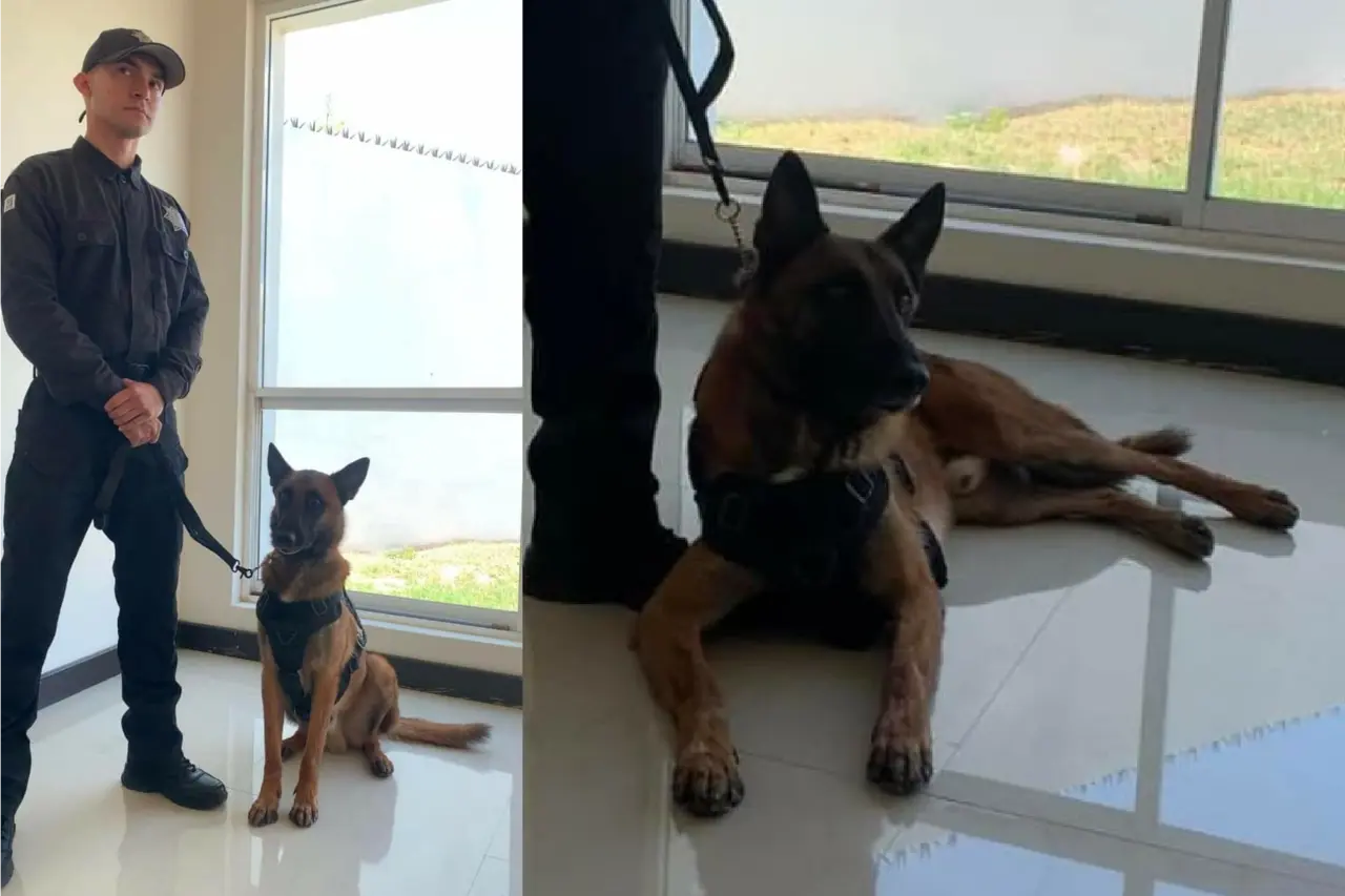 Conoce a Max, el canino que forma parte de la guardia estatal