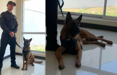 Conoce a Max, el canino que forma parte de la guardia estatal