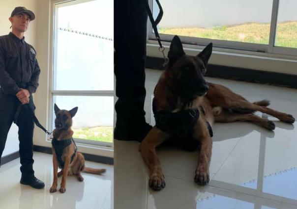 Conoce a Max, el canino que forma parte de la guardia estatal