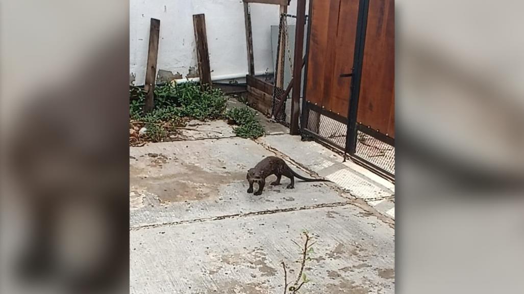 Visita inesperada: Encuentran una pequeña nutria al poniente de Mérida