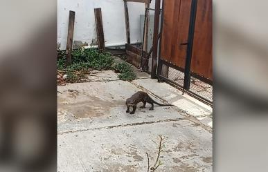 Visita inesperada: Encuentran una pequeña nutria al poniente de Mérida