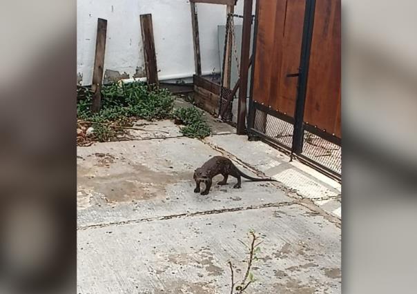 Visita inesperada: Encuentran una pequeña nutria al poniente de Mérida