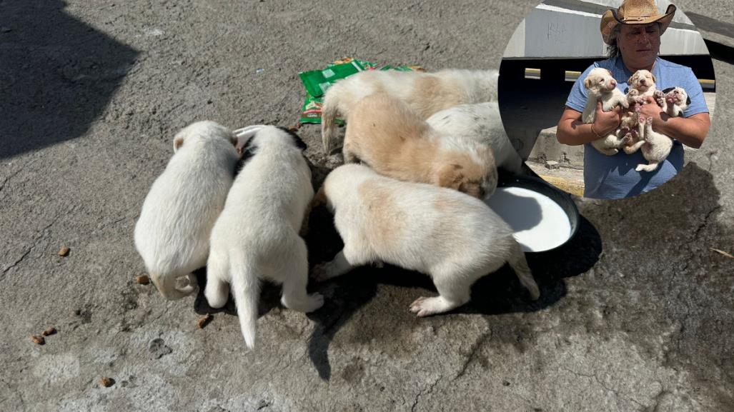 Abandonan a ocho perritos en la GAM y son rescatados por denuncias vecinales