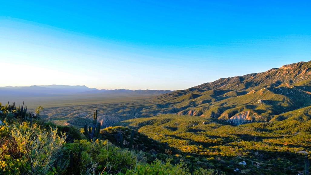 Explora la Sierra Cacachilas: hogar del fruto tóxico Coyotillo en BCS