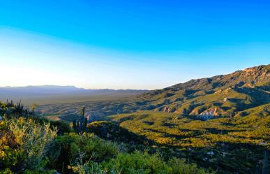 Explora la Sierra Cacachilas: hogar del fruto tóxico Coyotillo en BCS