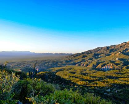 Explora la Sierra Cacachilas: hogar del fruto tóxico Coyotillo en BCS