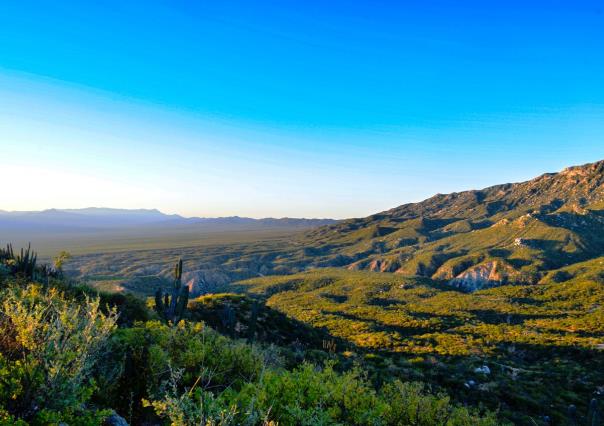 Explora la Sierra Cacachilas: hogar del fruto tóxico Coyotillo en BCS