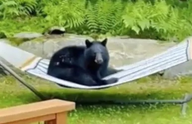 ¡Relajado! Captan a oso descansando en hamaca