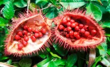 Investigan propiedades de las semillas de achiote para crear nuevos fármacos