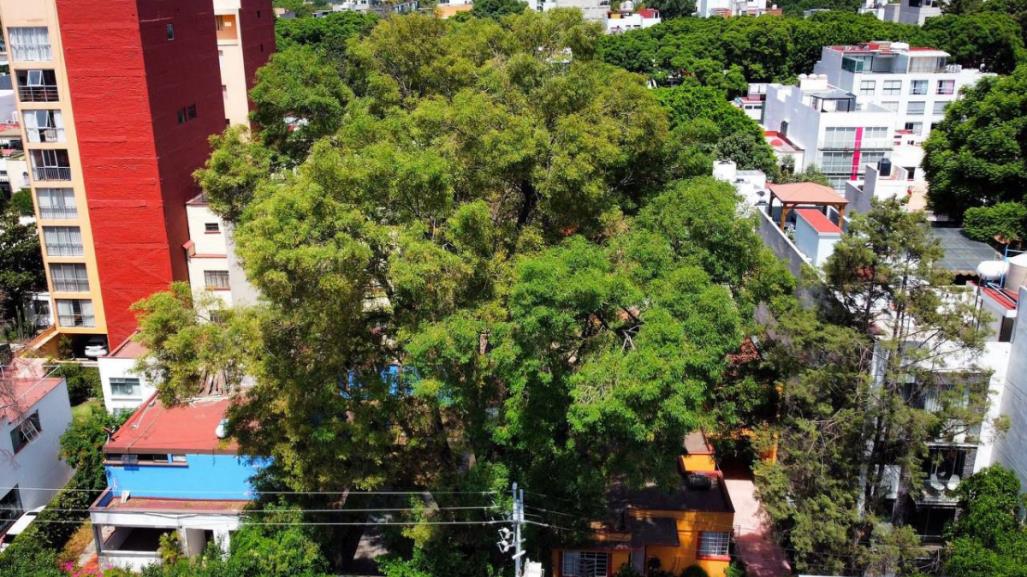 Eugenio, el árbol declarado Patrimonio Natural y Cultural de la Ciudad de México