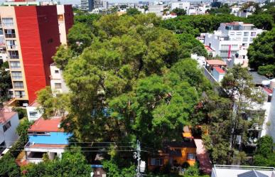 Eugenio, el árbol declarado Patrimonio Natural y Cultural de la Ciudad de México