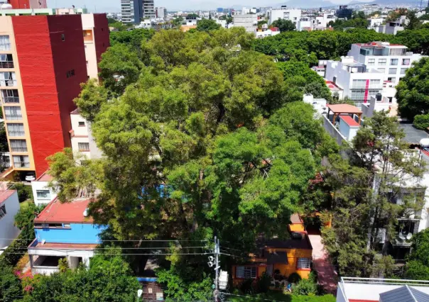 Eugenio, el árbol declarado Patrimonio Natural y Cultural de la Ciudad de México