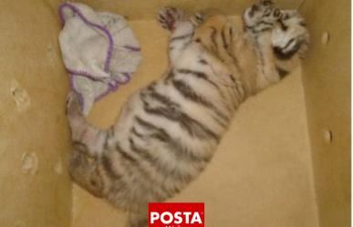 Autoridades aseguran a cría de tigre de bengala en Yucatán