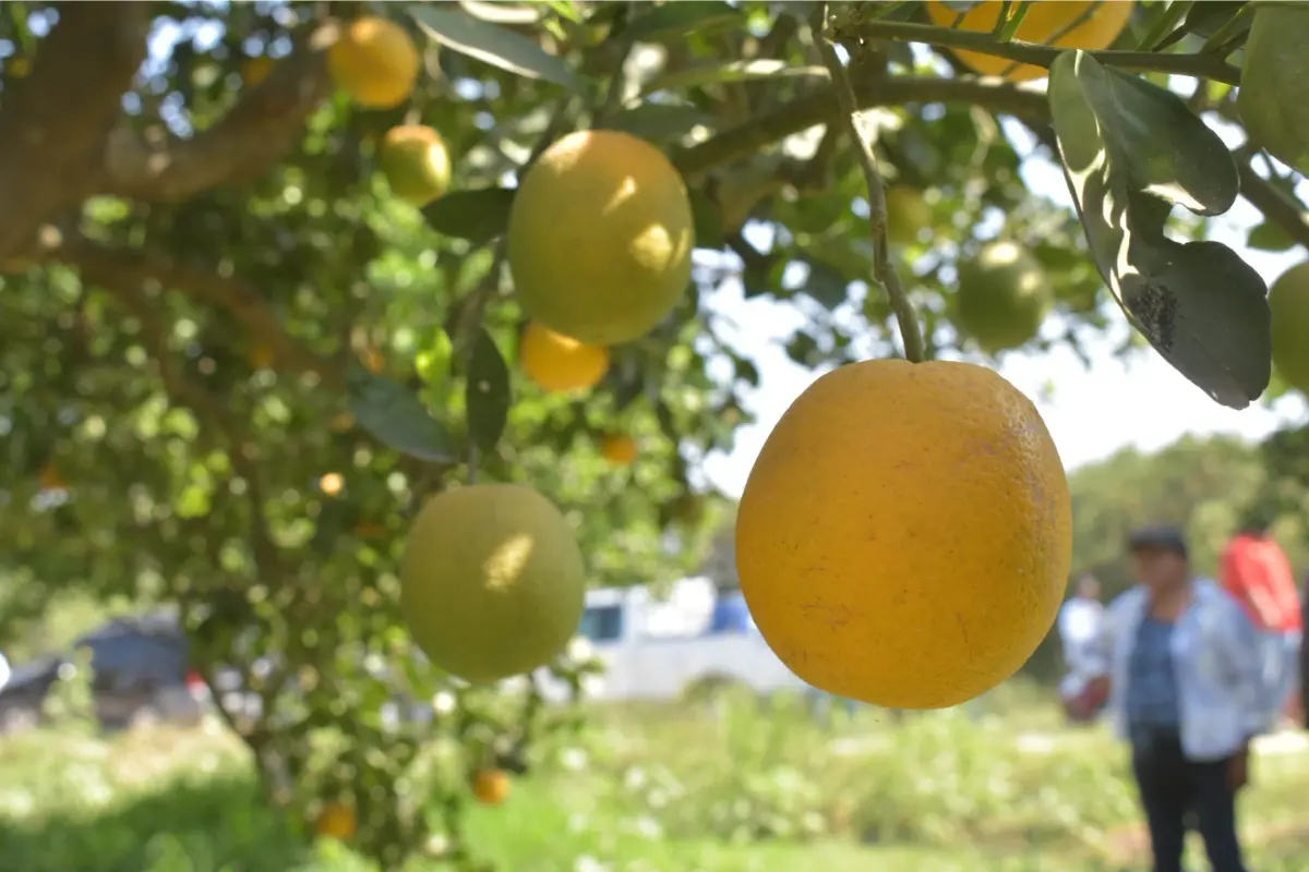 La enfermedad afecta principalmente a variedades de cítricos como limón mexicano, toronja, lima persa, naranja (Hamlin, Navel) y limón italiano. Foto: Agencia