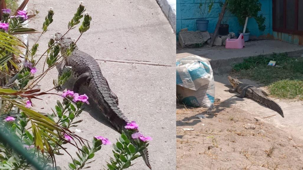 Cocodrilo aparece en patio y saca tremendo susto a vecinos de Ciudad Madero