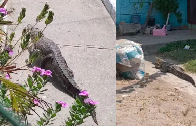 Cocodrilo aparece en patio y saca tremendo susto a vecinos de Ciudad Madero