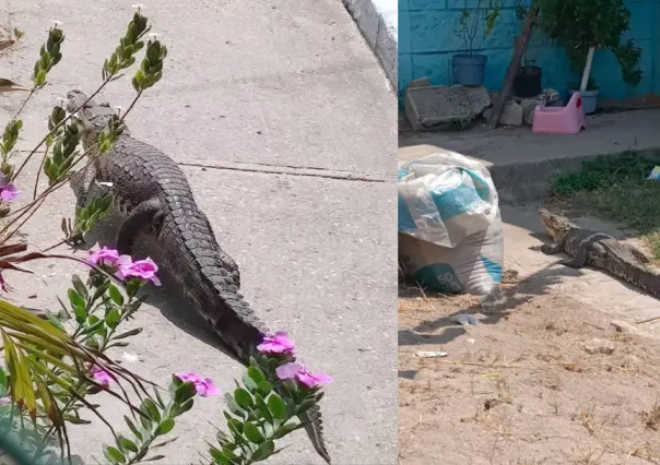 Cocodrilo aparece en patio y saca tremendo susto a vecinos de Ciudad Madero