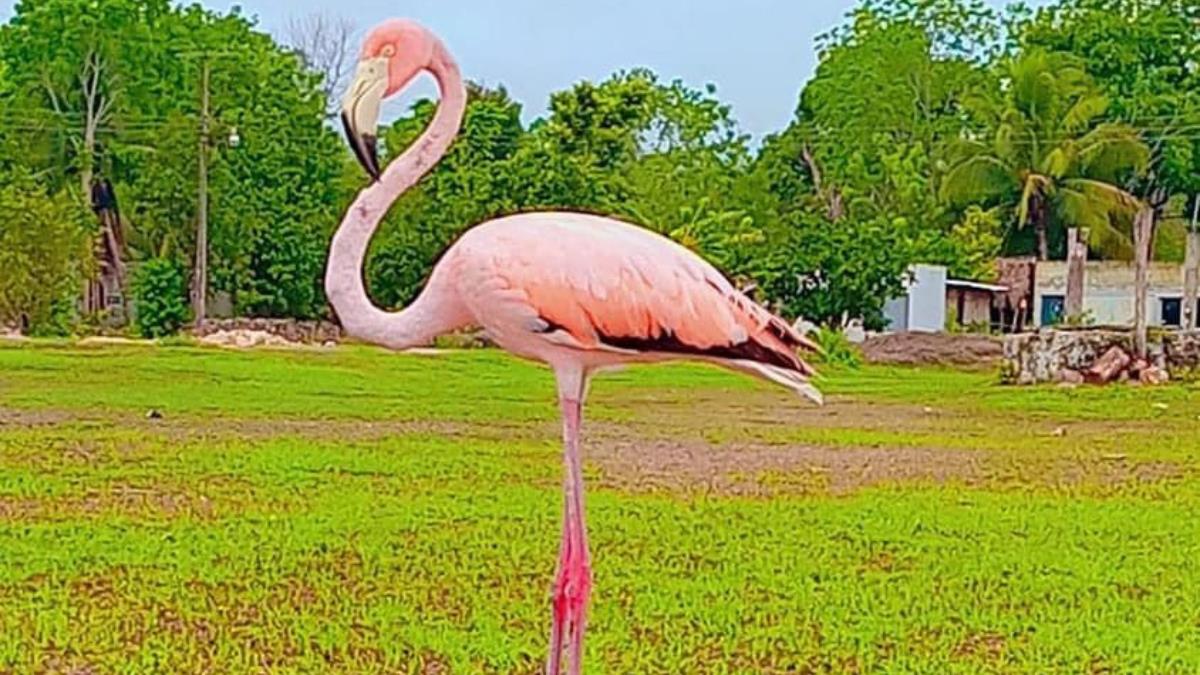 El flamenco no tenía heridas, pero si se notaba desorientado Foto: Descubriendo Yucatán