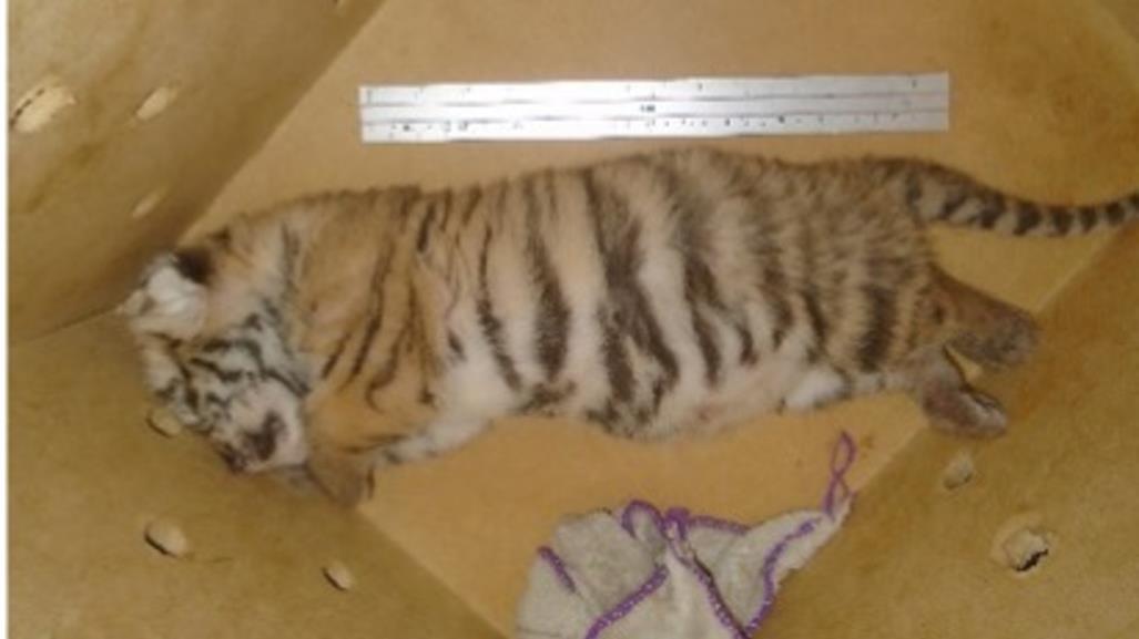 SSP logra rescatar a un ejemplar de tigre de bengala en Yucatán