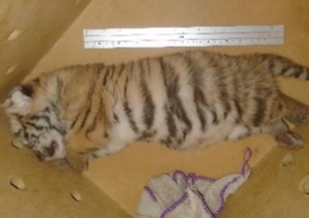 SSP logra rescatar a un ejemplar de tigre de bengala en Yucatán