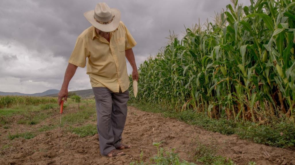 Atención: Preparan informe climático para productores mexiquenses