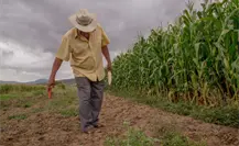 Atención: Preparan informe climático para productores mexiquenses Atención: Preparan informe climático para productores mexiquenses