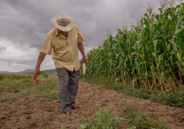 Atención: Preparan informe climático para productores mexiquenses