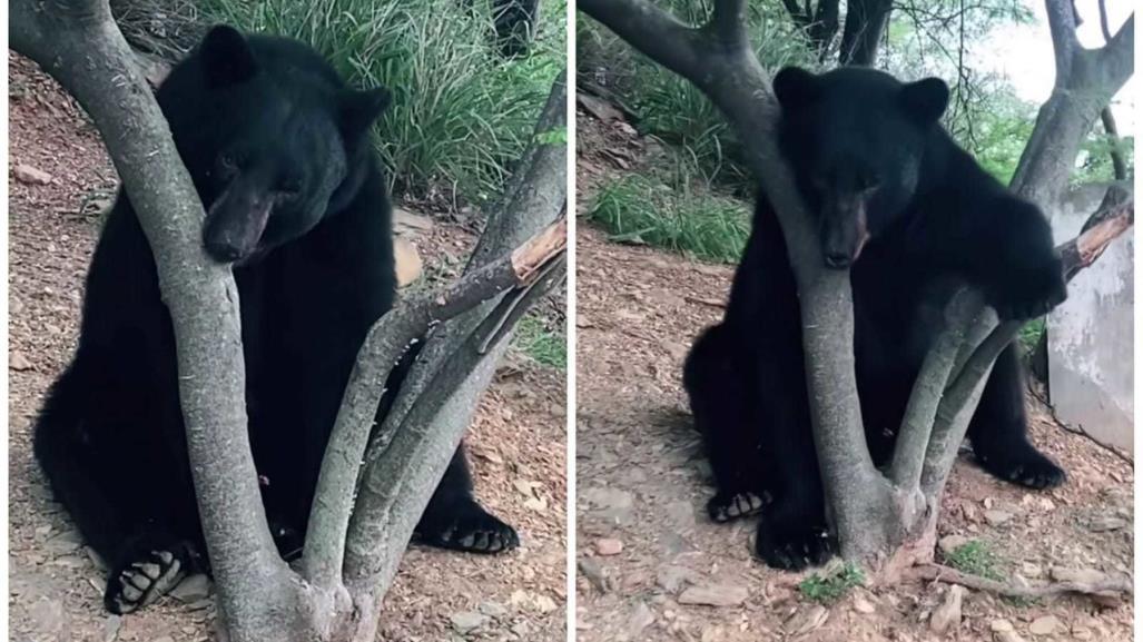 ¡Estoy cansado papito! Joven encuentra a oso descansando en Monterrey (VIDEO)