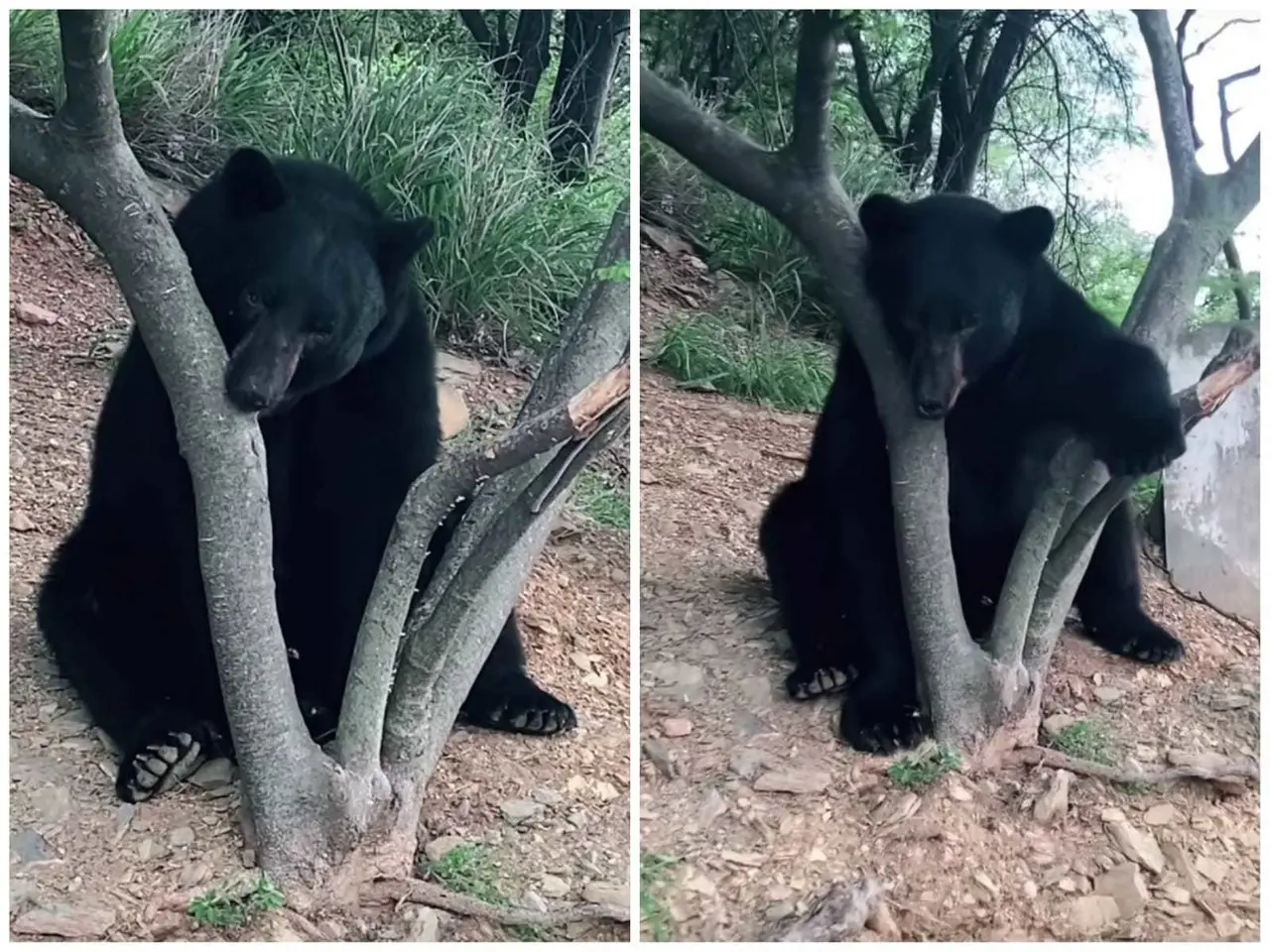 Ante este suceso, es importante recordar las recomendaciones del personal de Parques y Vida Silvestre de Nuevo León en caso de avistar osos. Foto: Tiktok.