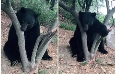 ¡Estoy cansado papito! Joven encuentra a oso descansando en Monterrey (VIDEO)