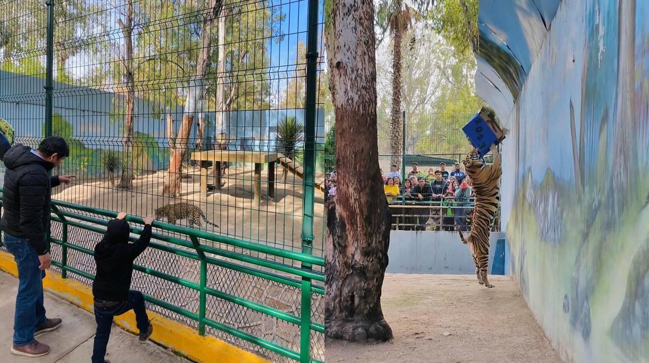 Investigarán presunto tráfico de felinos del Zoológico Sahuatoba. Foto: Jesús Carrillo.