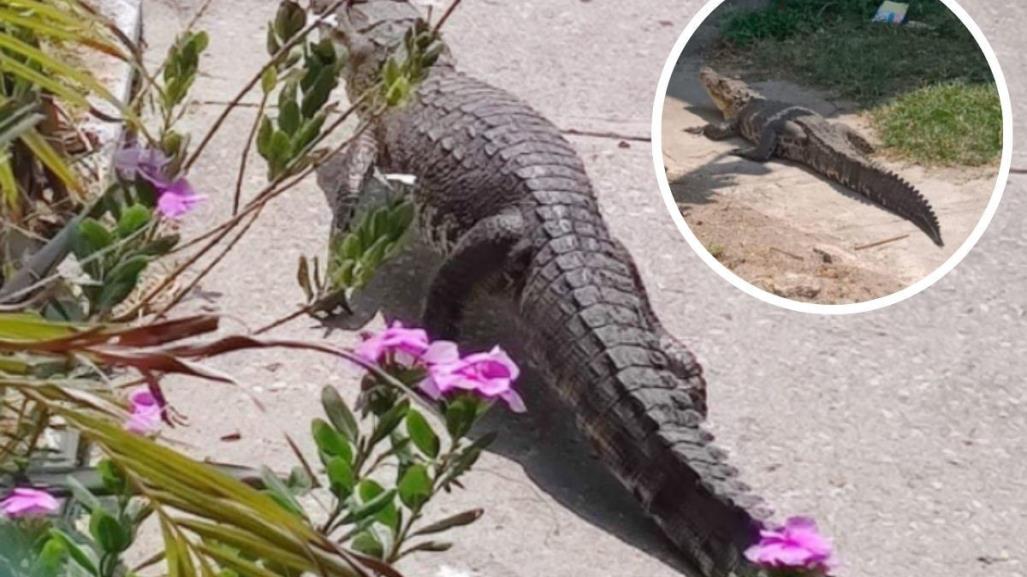 Cocodrilo sorprende a residentes en Ciudad Madero