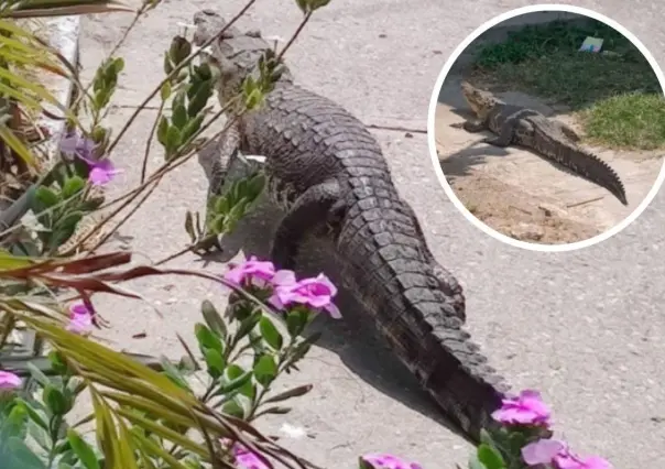 Cocodrilo sorprende a residentes en Ciudad Madero