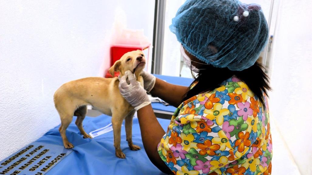 Protección de mascotas en Santa Catarina: Centro de Atención Canino y Felino