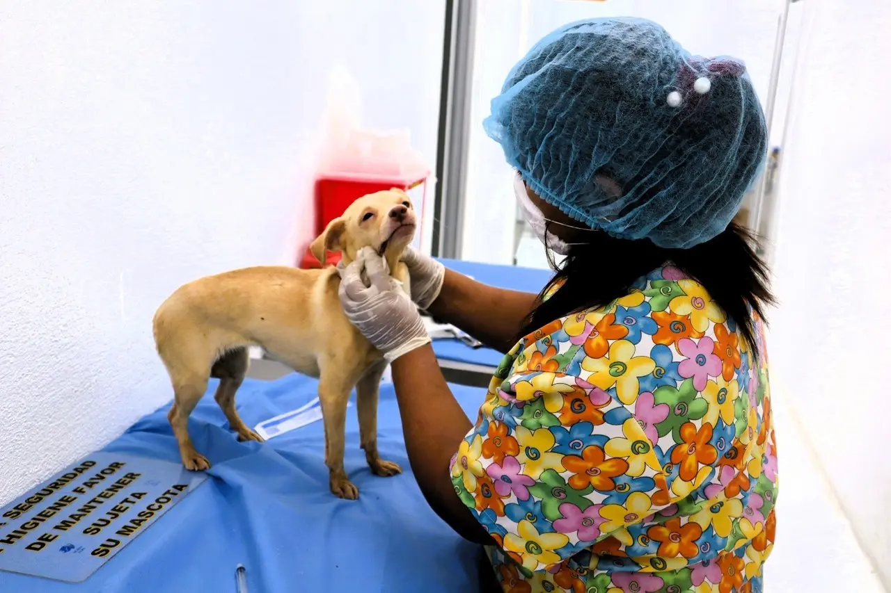 Veterinaria del Centro de Atención Canino y Felino, atendiendo a un perrito. Foto: Gobierno de Santa Catarina.