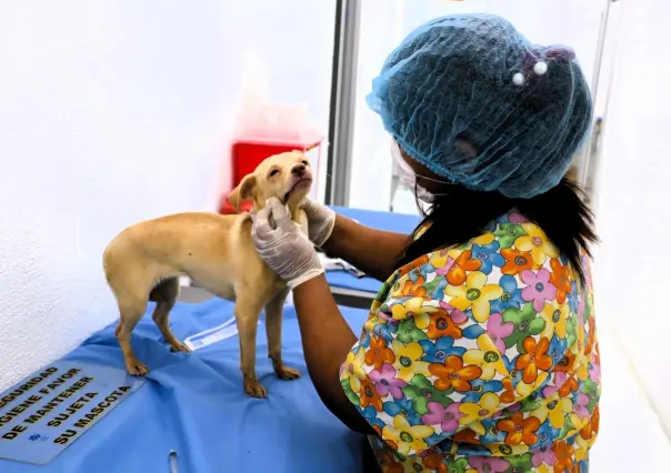 Protección de mascotas en Santa Catarina: Centro de Atención Canino y Felino