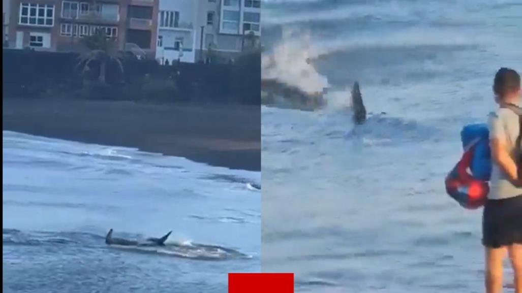 Enorme tiburón causa pánico en playa de Gran Canaria, España